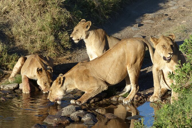 5 Days Tanzania Wildlife Safari Private Tour - Price and value: what you are paying for at $3,800 per person