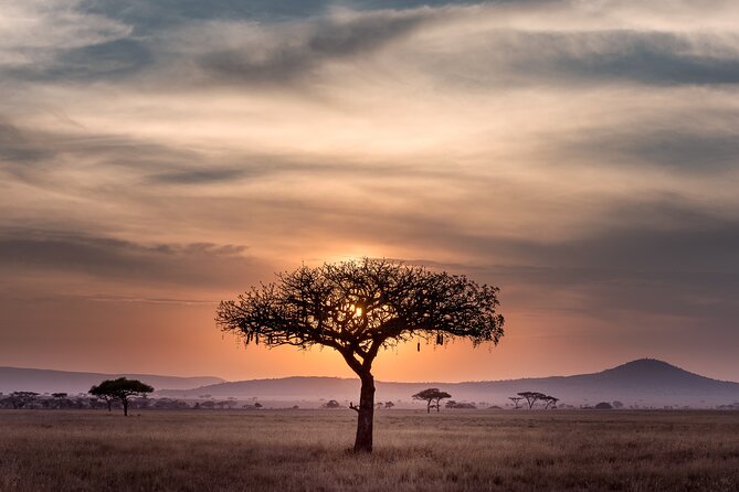 5-days Tarangire-Serengeti-Ngorongoro Safari - Price and what you get: is $2,116 good value?