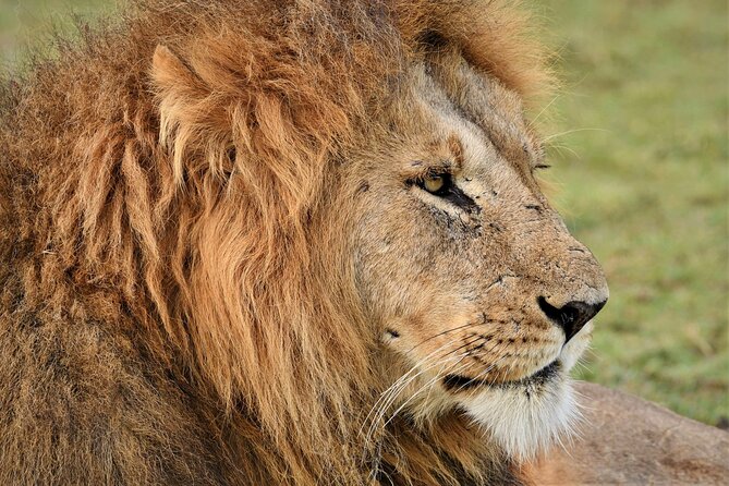5-days Tarangire-Serengeti-Ngorongoro Safari - Your driver-guide and the daily safari rhythm
