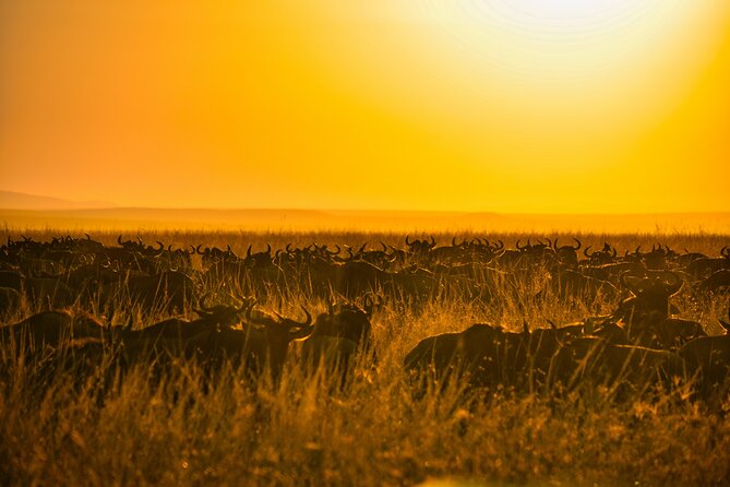 5-days Tarangire-Serengeti-Ngorongoro Safari - A full day on the Serengeti plains: where your best sightings often come from