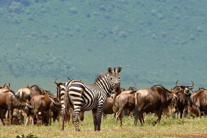 5 Days Under Serengeti Skies Tour - A short, serious safari circuit under real Serengeti skies