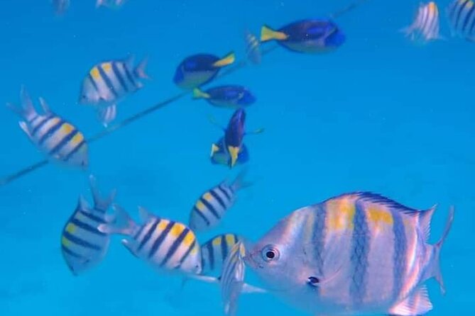 5-Hour Snorkeling, Swimming with Dolphins and Sea Turtles Aquarium - Key Highlights to Know Before You Go