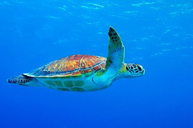 5-Hour Snorkeling, Swimming with Dolphins and Sea Turtles Aquarium - Snorkeling Gear and Included Comfort Items