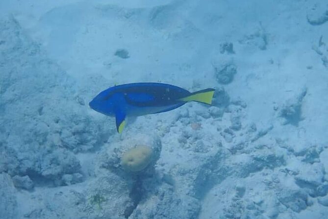 5-Hour Snorkeling, Swimming with Dolphins and Sea Turtles Aquarium - What You’ll Actually See in the Water