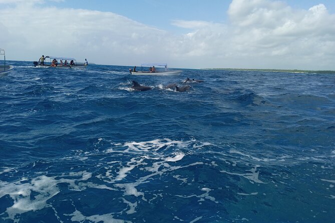 5-Hour Snorkeling, Swimming with Dolphins and Sea Turtles Aquarium - Sea Turtle Sanctuary: the Calm Finale in a Natural Lagoon