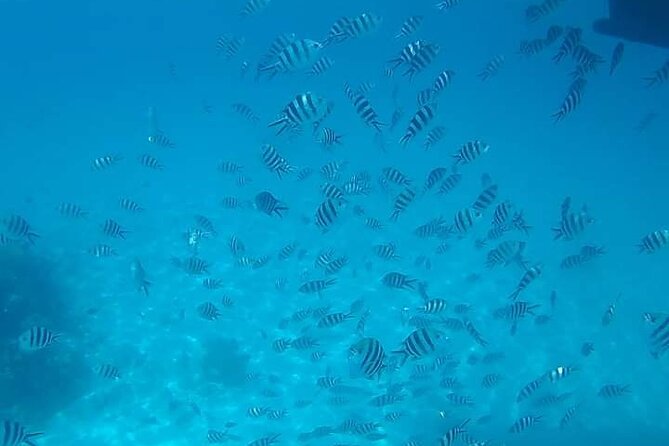 5-Hour Snorkeling, Swimming with Dolphins and Sea Turtles Aquarium - Price and Value: What $60 Covers (and What It Might Not)