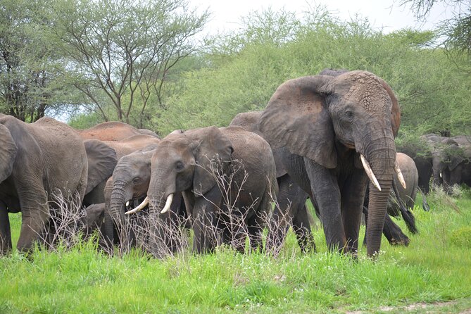 5days Tanzania Safari lodge and camping Serengeti, Tarangire & Ngorongoro Crater - Day 1 Tarangire National Park: Baobabs, Elephants, and a River Magnet