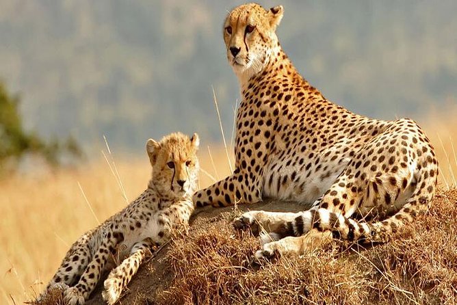 5days Tanzania Safari lodge and camping Serengeti, Tarangire & Ngorongoro Crater - Day 5 Down into the Crater: Morning Steep Path, Fast Animal Viewing, Picnic Lunch