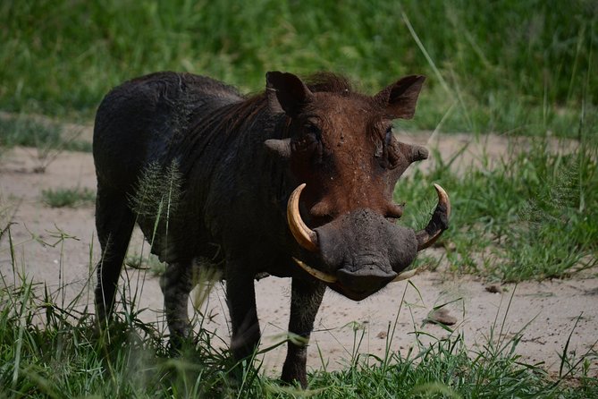 5days Tanzania Safari lodge and camping Serengeti, Tarangire & Ngorongoro Crater - How the Daily Game Drives Work: Jeep, Timing, and Guide Skill
