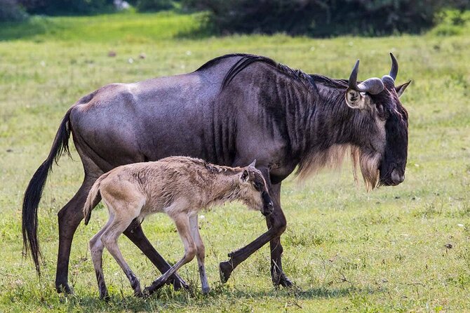 6- Day Adventure Lodge safari to see Migration - Day 1 in Tarangire: wildlife density and a dry-season advantage