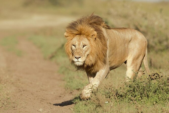 6- Day Adventure Lodge safari to see Migration - Mara River migration area and Kogatende: where patience pays off