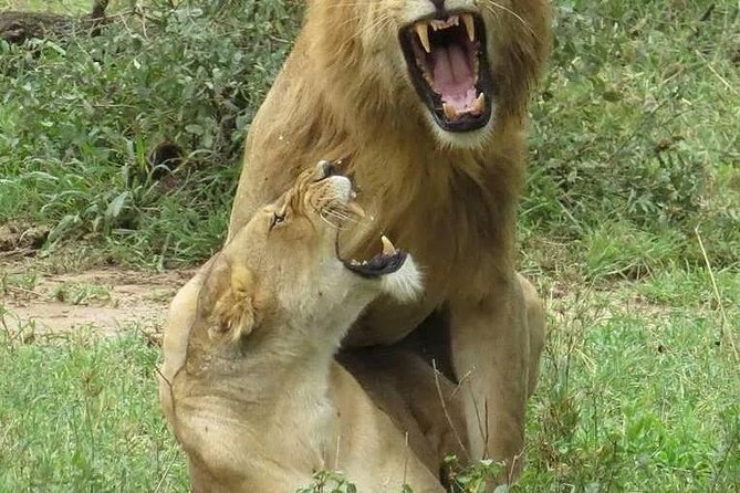 6- Day Adventure Lodge safari to see Migration - Ngorongoro Crater rim and crater floor: big five day plus the birds