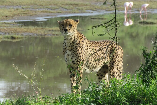 6- Day Adventure Lodge safari to see Migration - The vehicle and guide setup that affects your sightings
