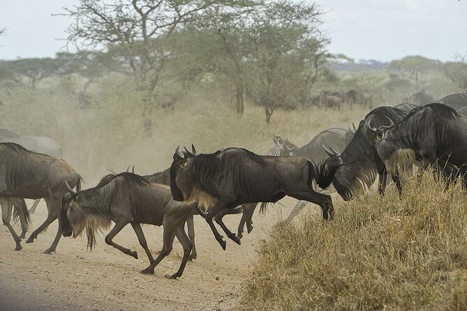 6- Day Adventure Lodge safari to see Migration - What your days will feel like, hour to hour