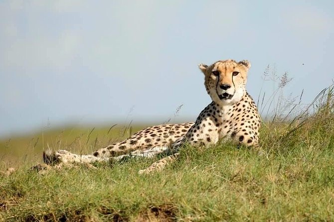 6-Day Big Five Magic Safari Tour - Tarangire National Park: early monkeys, elephants in shade, and a smooth start