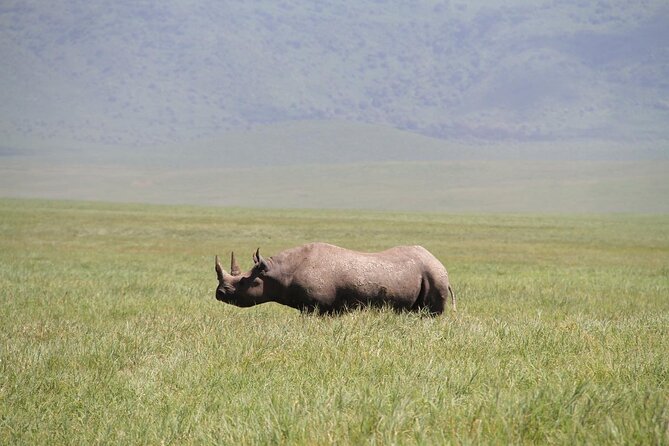6-Day Big Five Magic Safari Tour - Ngorongoro Conservation Area: black rhino odds and lion pride, plus flamingos