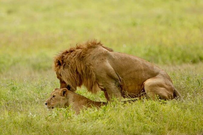 6-Day Big Five Magic Safari Tour - Sleeping spots and meals: the comfort that keeps you hunting