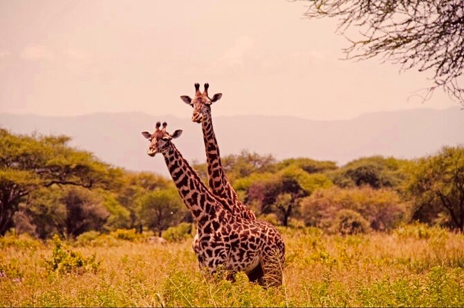 6-Day Big Five Magic Safari Tour - Price and value: what $1,890 per person is really buying