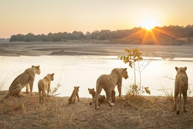 6-Day Budget Lodge Safari in Tanzania - Lake Manyara: bird watching and the playful chaos of climbing lions