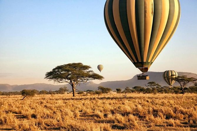6-Day Budget Lodge Safari in Tanzania - Serengeti: predators, zebras, and the migration-focused day