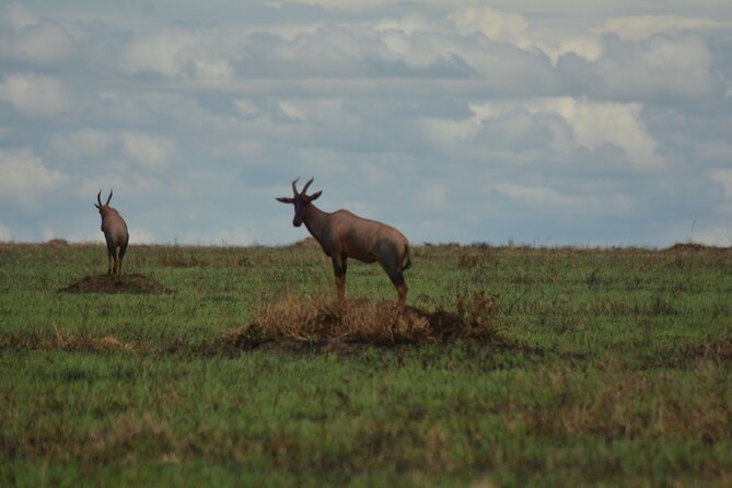 6-Day Essence of Serengeti & Ngorongoro Migration Safari - Key highlights