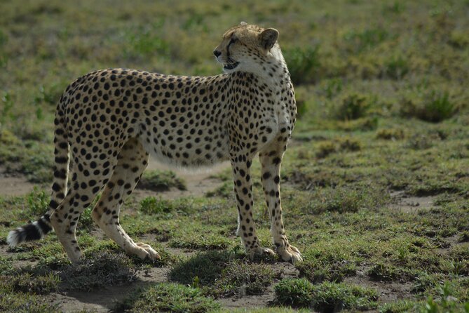 6-Day Essence of Serengeti & Ngorongoro Migration Safari - Day 1 Serengeti entry: rim views and a picnic lunch inside the park