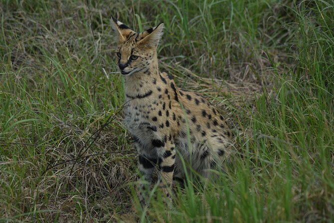 6-Day Essence of Serengeti & Ngorongoro Migration Safari - Day 3 Serengeti flexibility: more driving, more chances at both herds and residents