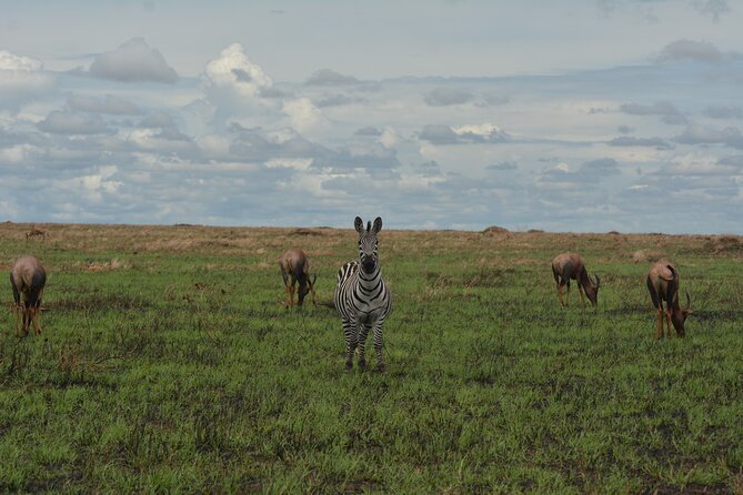 6-Day Essence of Serengeti & Ngorongoro Migration Safari - Day 6 Ngorongoro Conservation Area, UNESCO caldera depth, and dense wildlife viewing