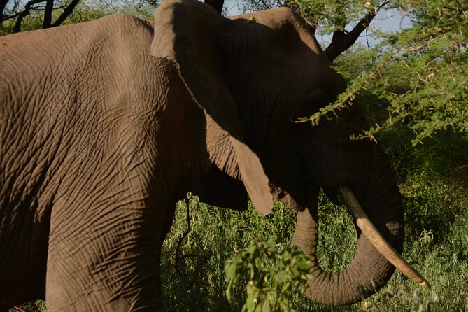6-Day Essence of Serengeti & Ngorongoro Migration Safari - Day 2 Serengeti highlight: the long 6:30 am game drive