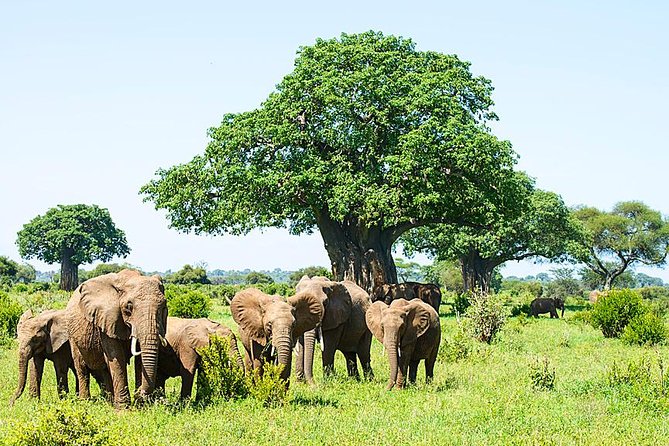 6 Day Group Camping Safari Tarangire Serengeti Ngorongoro Manyara - Day 1: Tarangire National Park, elephants and a calmer rhythm