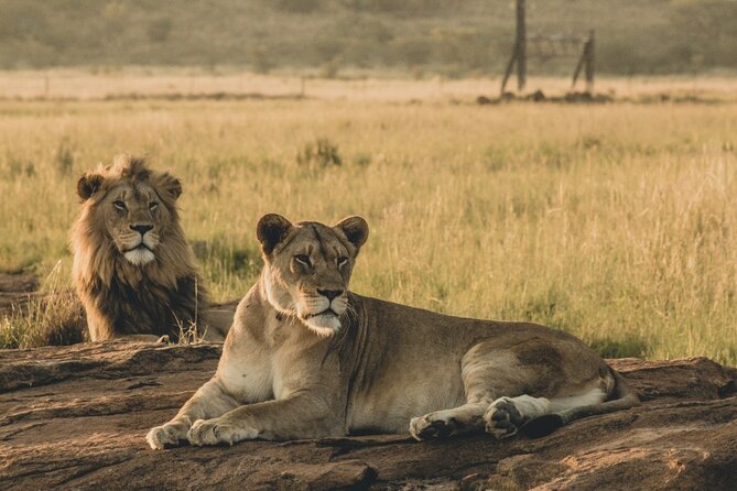 6 Day Group Camping Safari Tarangire Serengeti Ngorongoro Manyara - Day 5: Inside Ngorongoro Crater for Big Five odds