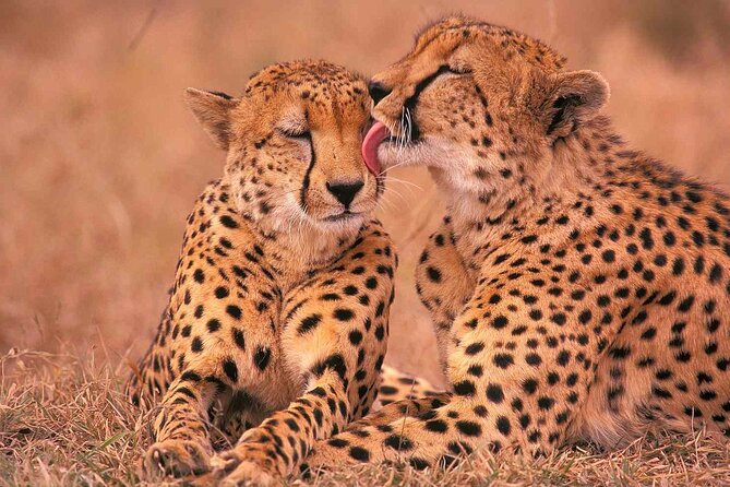 6-Day Honeymoon Safari Tour Package in Tanzania - Serengeti Day 3: arrival, lunch timing, and the Seronera zone