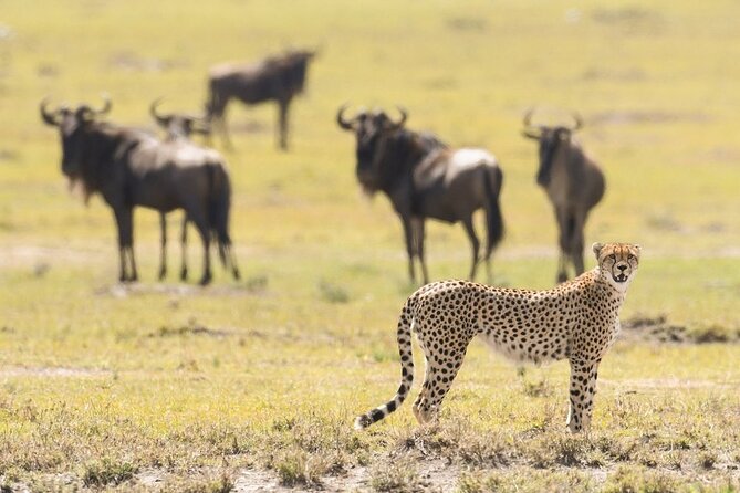 6-Day Honeymoon Safari Tour Package in Tanzania - Day 1 in Arusha: easy start, then safari briefing mode