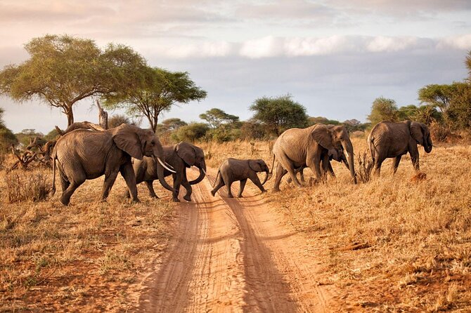 6-Day Luxury Tanzania Premium Safari - Key things I’d plan around on this safari