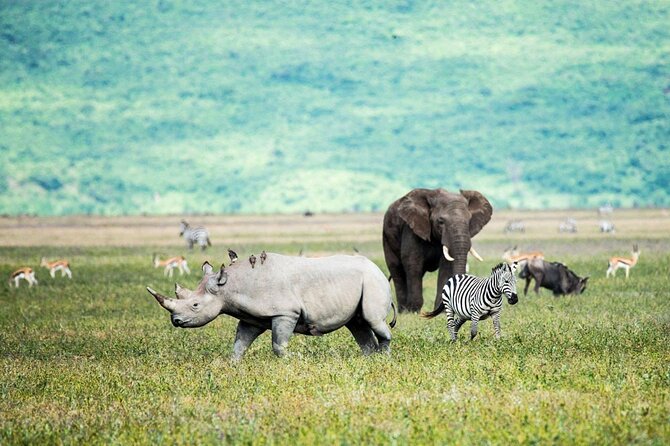 6-Day Luxury Tanzania Premium Safari - First night in Arusha, then straight into safari rhythm