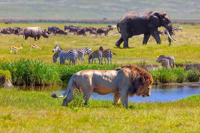6-Day Luxury Tanzania Premium Safari - Who this safari suits best, and who should think twice