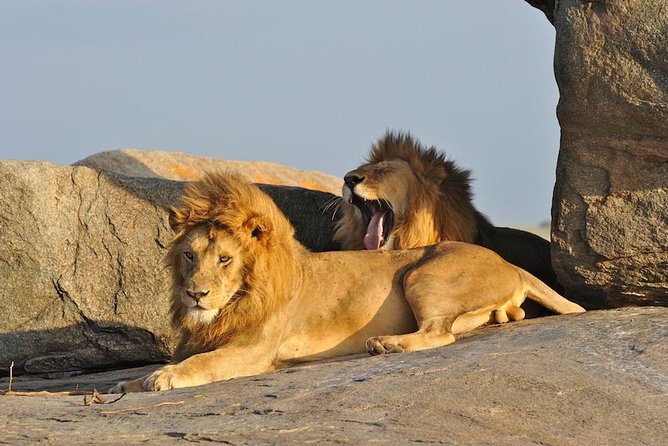 6 Day: Magnificent Wildlife Adventure - Key highlights to know before you go