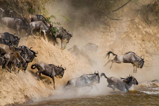 6 Day: Magnificent Wildlife Adventure - Why this Safari Works Better Than a Fixed-Plan Tour