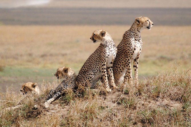 6 Day: Magnificent Wildlife Adventure - Day 1 in Tarangire: Baobab Giants and Elephant Family Encounters