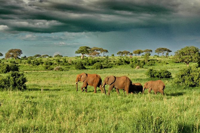 6 Day: Magnificent Wildlife Adventure - Day 2 in Serengeti: Endless Plains and Migration Energy