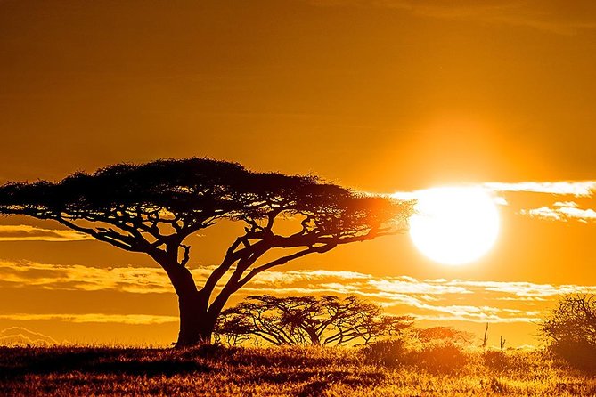 6 Day: Magnificent Wildlife Adventure - Day 3 in Serengeti: A Flexible Day You Can Actually Customize