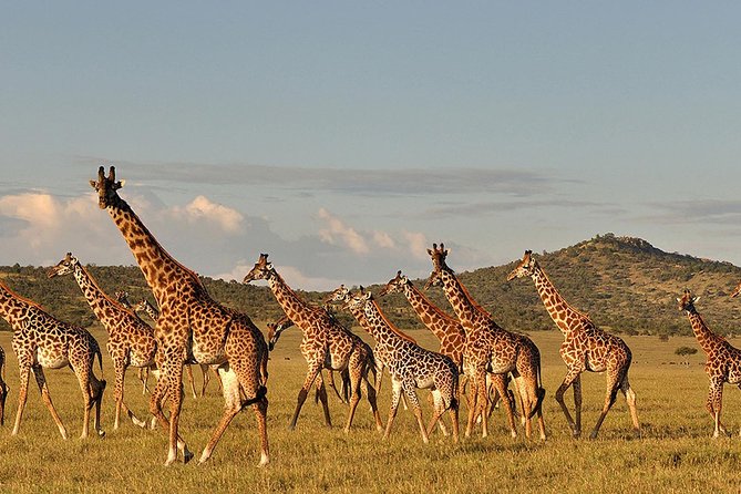 6 Day: Magnificent Wildlife Adventure - Day 5 in Ngorongoro Crater: The Floor, the Walls, and the Rare Black Rhino Shot