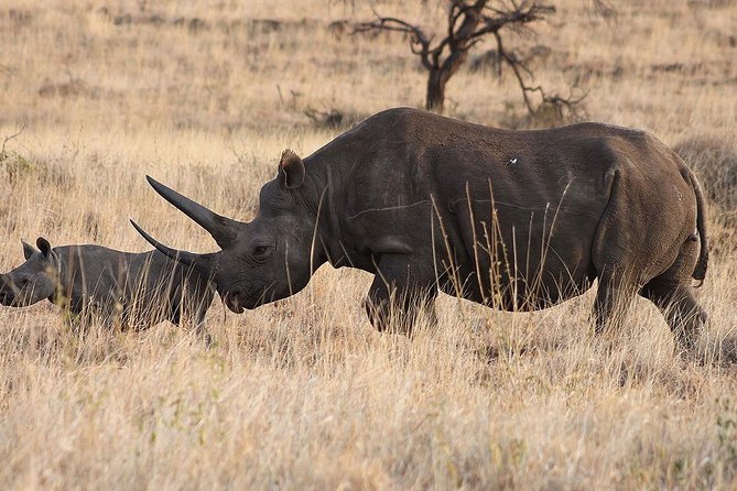 6 Day: Magnificent Wildlife Adventure - Day 6 in Lake Manyara: Dense Viewing, Hippo Lake Picnic, and Lots of Birds