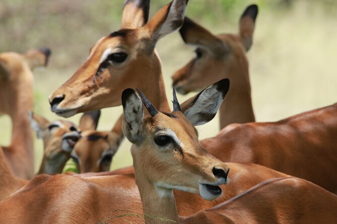 6-Day Northern Safari - Serengeti from the southern approach, with Seronera as your base