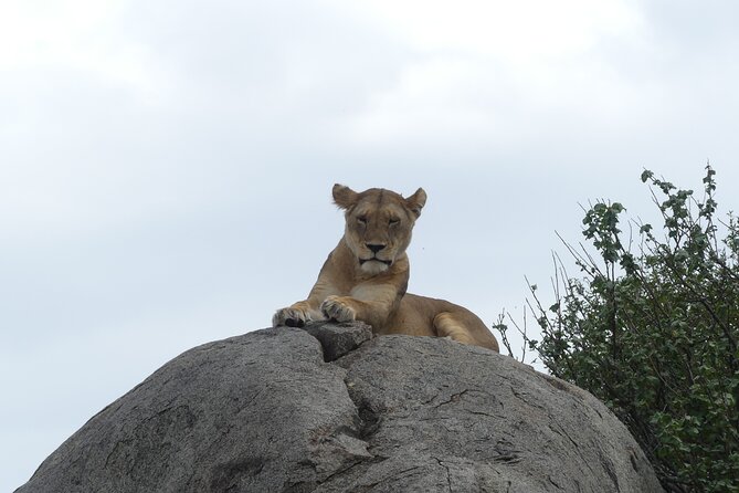 6-Day Northern Safari - Full-day Serengeti: big cats, herds, and the Great Migration possibility