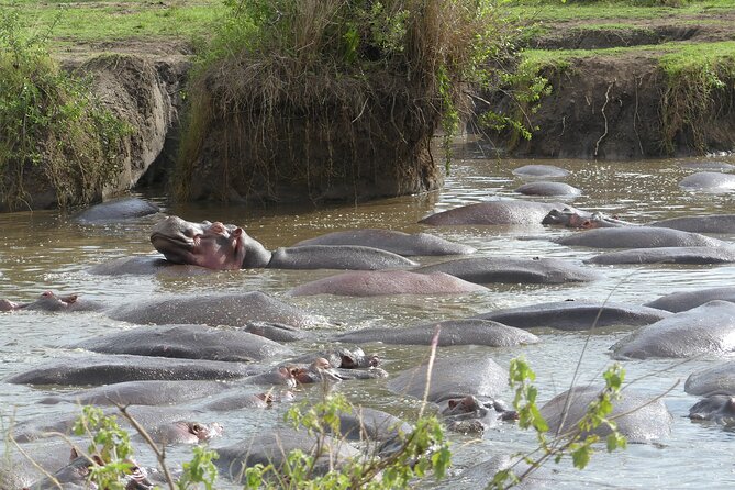 6-Day Northern Safari - Ngorongoro Crater sunrise and a caldera with serious wildlife odds