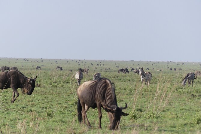 6-Day Northern Safari - Returning via Karatu to Arusha and the airport timing you need