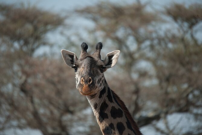 6-day Private Camping Safari Tour from Kilimanjaro Airport - Serengeti en route through Ngorongoro Conservation Area: big cats you can catch while traveling