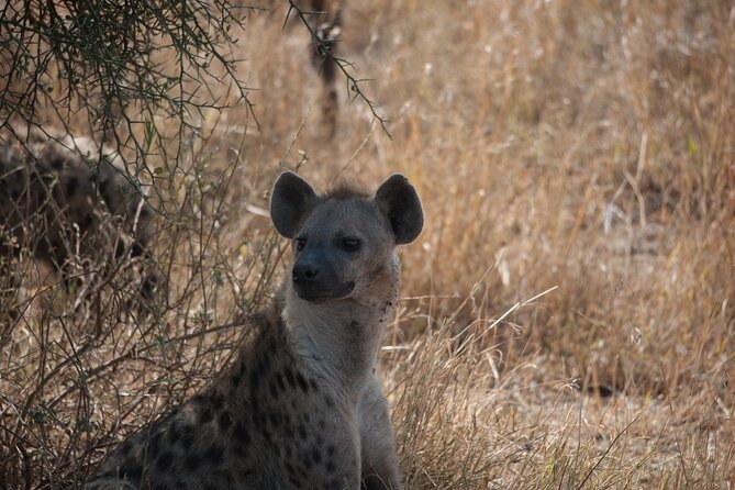 6-day Private Camping Safari Tour from Kilimanjaro Airport - Central Serengeti game driving: why you spend multiple days in the same place