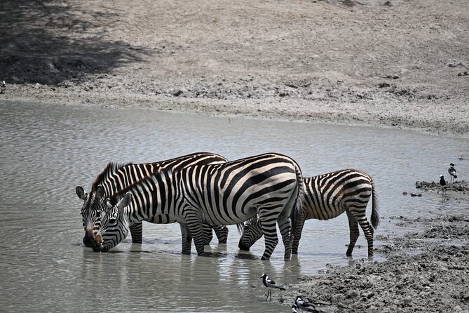 6-day Private Camping Safari Tour from Kilimanjaro Airport - Camping safari reality check: comfort, sleeping, and what you gain